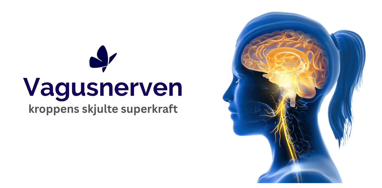 Illustrasjon av vagusnerven fra hjernen og ned gjennom halsen – Kropp og Helseklinikken Gjøvik